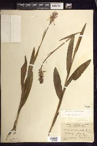 Platanthera psycodes image