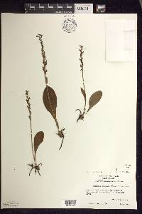 Platanthera obtusata image