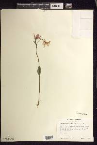 Pogonia ophioglossoides image