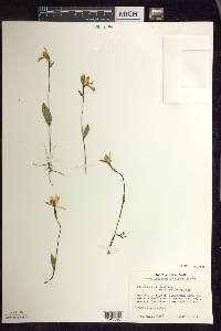 Pogonia ophioglossoides image