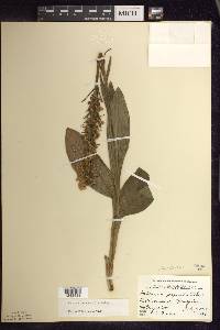 Platanthera psycodes image