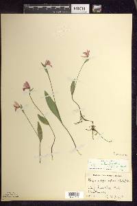 Pogonia ophioglossoides image