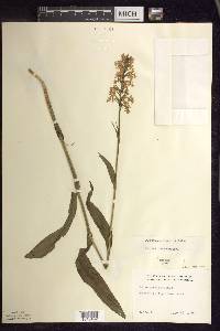 Platanthera psycodes image