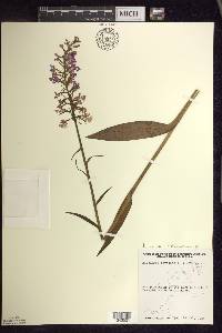 Platanthera psycodes image