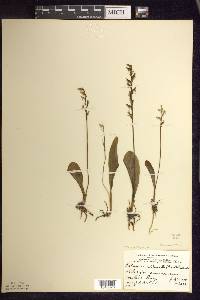 Platanthera obtusata image