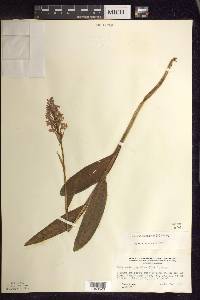 Platanthera psycodes image