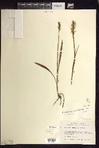 Spiranthes romanzoffiana image