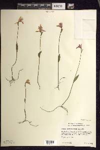 Pogonia ophioglossoides image