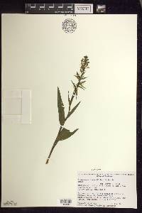 Platanthera lacera image