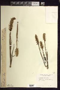 Spiranthes romanzoffiana image