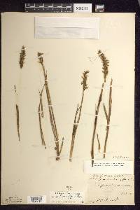 Spiranthes romanzoffiana image