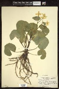 Caltha palustris image