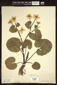 Caltha palustris image