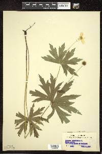 Anemone canadensis image