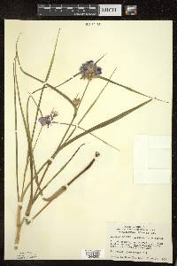 Tradescantia ohiensis image