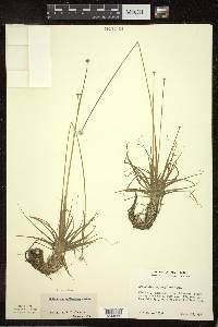 Eriocaulon aquaticum image