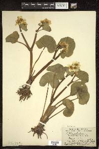 Caltha palustris image