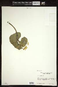 Caltha palustris image