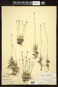 Eriocaulon aquaticum image