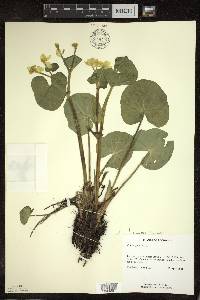 Caltha palustris image