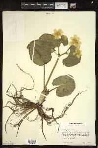 Caltha palustris image