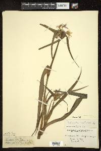 Tradescantia ohiensis image