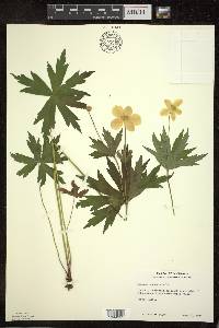 Anemone canadensis image