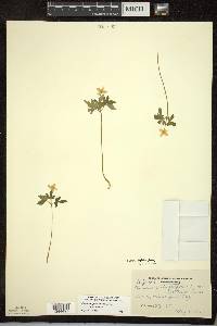 Anemone quinquefolia var. bifolia image