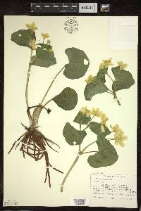 Caltha palustris image