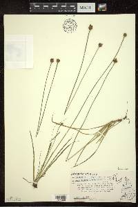 Xyris difformis image