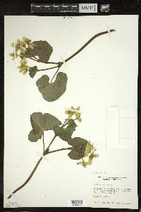 Caltha palustris image