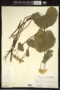 Caltha palustris image