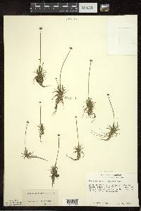 Eriocaulon aquaticum image