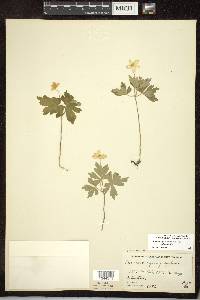 Anemone quinquefolia image