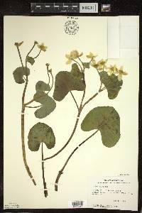 Caltha palustris image