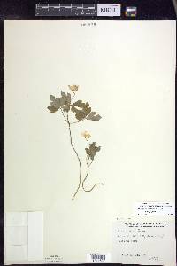 Anemone quinquefolia image