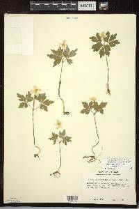 Anemone quinquefolia var. bifolia image