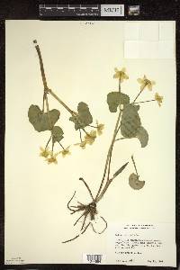 Caltha palustris image