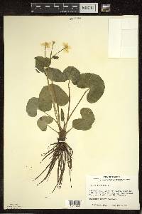 Caltha palustris image