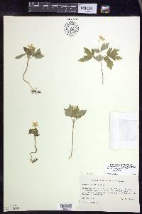 Anemone quinquefolia image