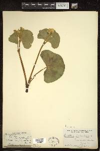 Caltha palustris image