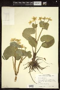 Caltha palustris image