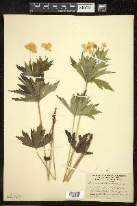 Anemone canadensis image