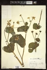 Caltha palustris image