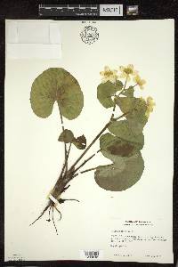 Caltha palustris image