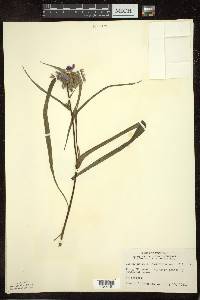 Tradescantia ohiensis image