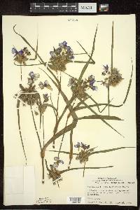 Tradescantia ohiensis image