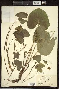 Caltha palustris image