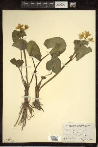 Caltha palustris image