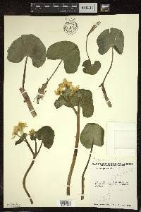 Caltha palustris image